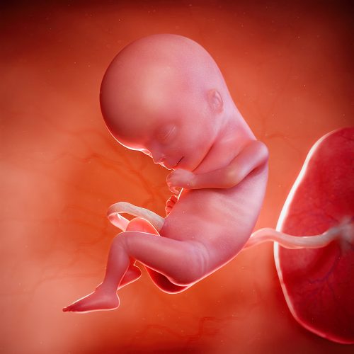 Bebê envolto pelo líquido aminiótico