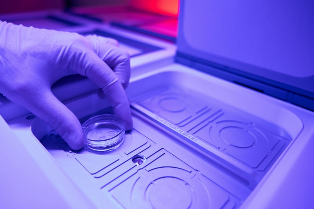 Embriologista analisando desenvolvimento embrionário de amostra