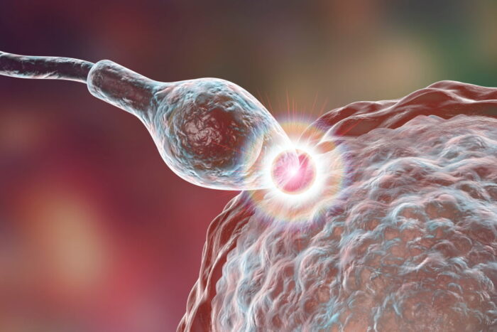 Imagem ilustrativa de um espermatozoide fecundando um óvulo.