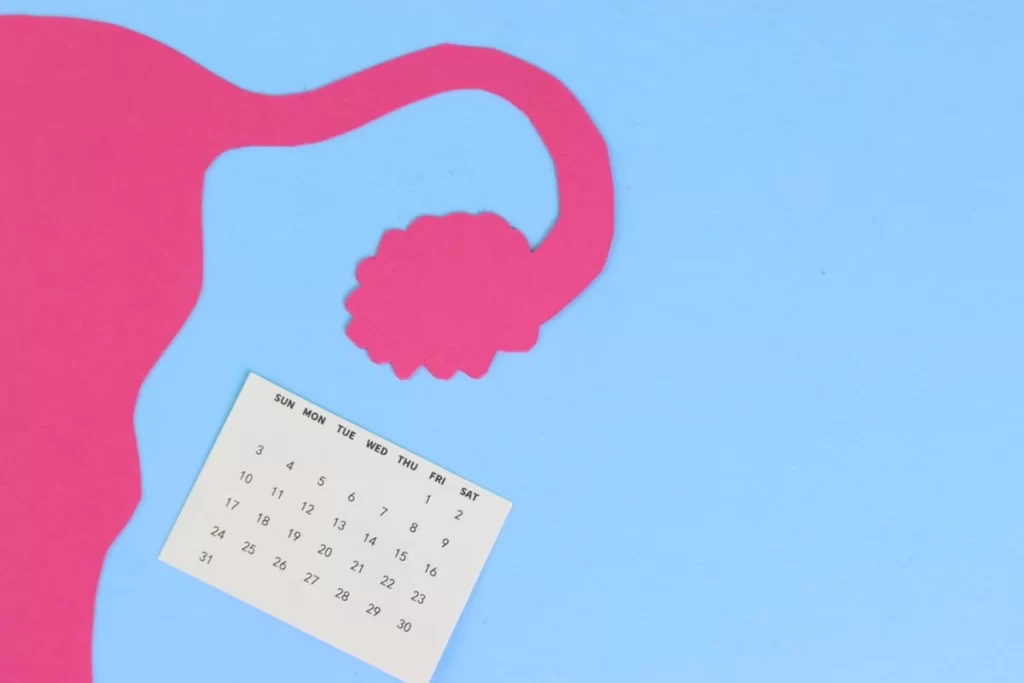 Ilustração com ovário e calendário simbolizando o coito programado como método de fertilidade.
