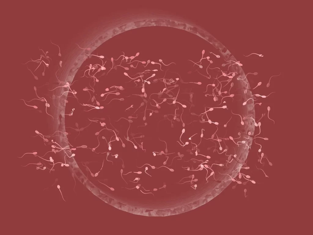 Espermatozoides em direção a um óvulo em fundo vermelho representando o processo de fecundação.