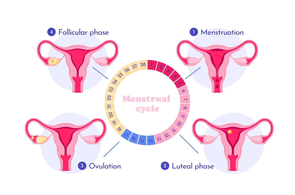 Diagrama mostrando quatro estágios do ciclo menstrual com ilustrações do útero, estilo gráfico plano, fundo branco, conceito de saúde reprodutiva. Ilustração vetorial